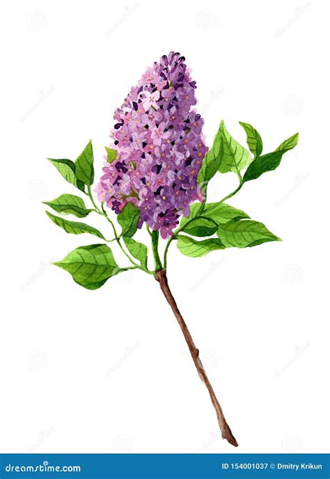 Watercolor Bouquet Of Lilac Isolated Stock Image Image Of Background