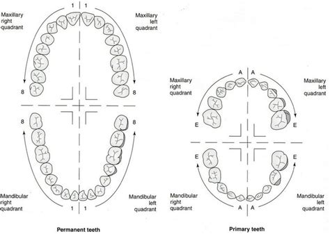 Dental Numbering Systems Dental Charting Dental Anatomy Dental