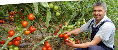 Diese tomaten haben eine längliche, birnenförmige form und werden vorzugsweise im diese tomatenart wird auch kirschtomate genannt. Besuch bei Gurken und Tomaten - Demeter Gärtnerei Sannmann