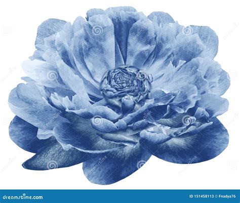 Watercolor Peony Flower Blue Flower Isolated On White Background No
