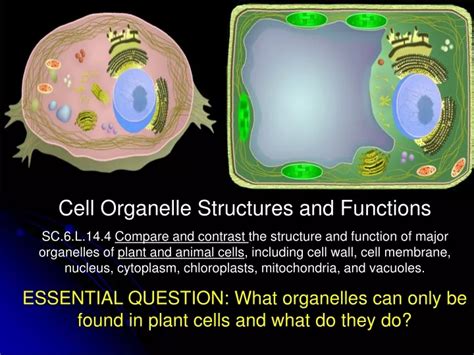 Ppt Cell Organelle Structures And Functions Powerpoint Presentation
