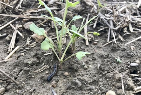Fall Armyworm Poses Risk For Ontario Growers Farmtario