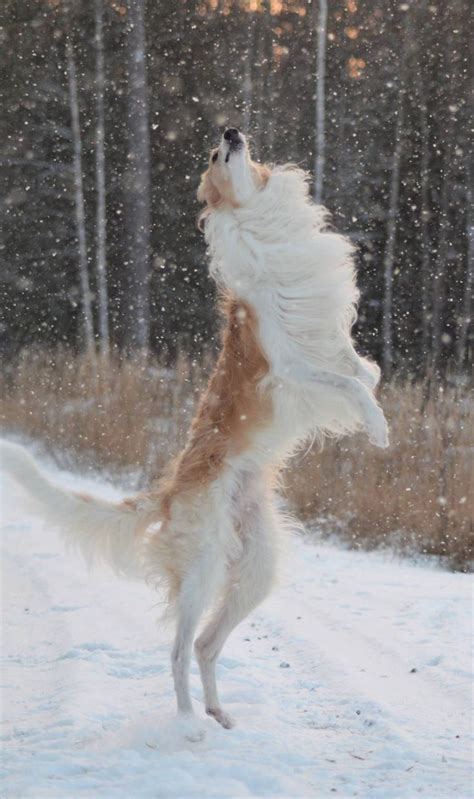 It has a narrow, slightly domed head with almost no stop. Pin on Borzoi Borzoi Borzoi & GazeHounds