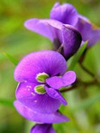 Why are hummingbirds attracted to wisteria flowers? Climbers. Beautiful flowering climbers to attract ...