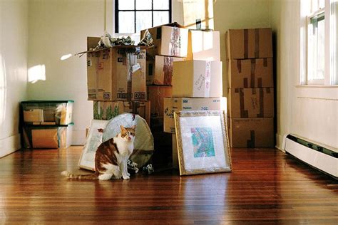 Mobile and unplugged, the moving cats swing wherever you need them: Moving Your Cat and How to Help Them Get Used to a New Home