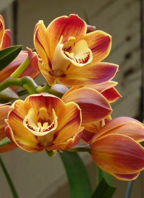 Cymbidium Wallacia Burnt Orange Hybrid Orchid Unusual Flowers Types Of Flowers Amazing
