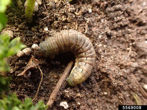 The larvae can be found from august to early spring, feeding at. Winter cutworm, large yellow underwing, Noctua pronuba ...