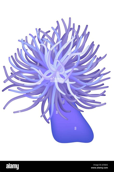 Flower Plant Flora Sting Anemone Vector Salt Water Sea Ocean