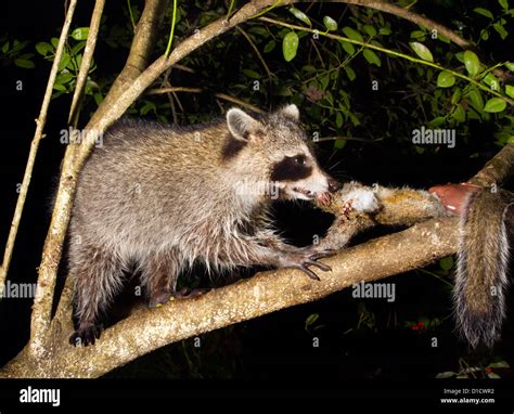 North American Raccoon Procyon Lotor Eating A Killed Squirrel In A