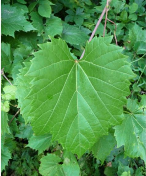 We are the only wild grape ( vitis riparia) vineyard in america. Preserves: WIld Grape Jelly