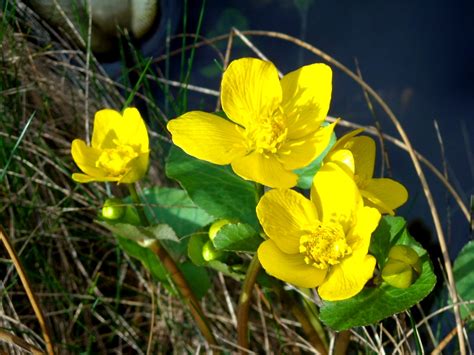 Information and translations of butterblume in the most comprehensive dictionary definitions resource on the web. Sumpfdotterblume - Butterblume