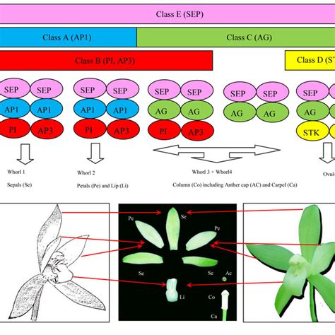 Four Developmental Stages Of The Flower Bud And Mature Flower In C