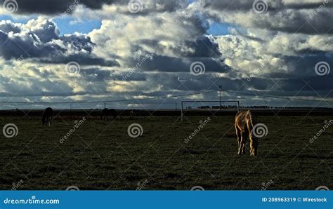 Horses Grazing In A Field Under The Cloudy Sky Stock Image Image Of