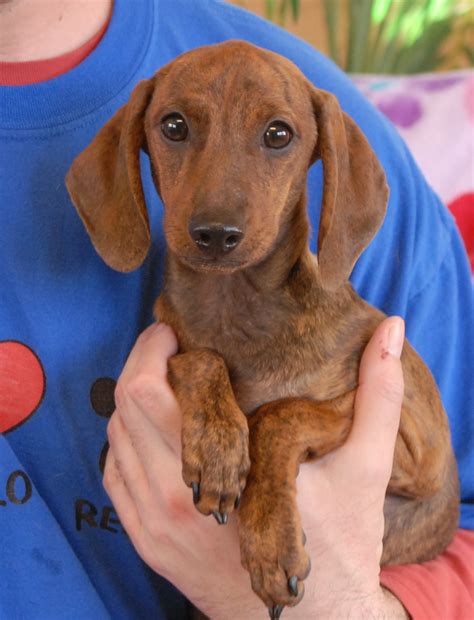 Look at pictures of dachshund puppies who need a home. Dachshund mix baby angels ready for adoption.
