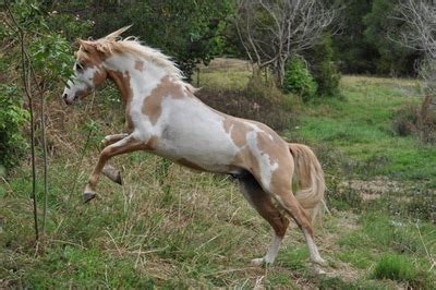 spanish mustang horse gallop  discover