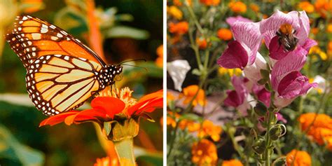 Attracting Pollinators Into Your Garden Plants That Birds Bees And