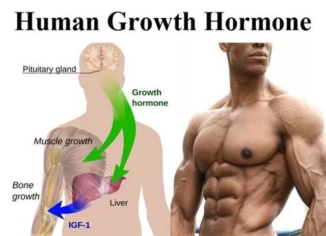 Human Growth Hormone Hgh Injection Pulse Clinic Asias Leading Sexual Healthcare Network