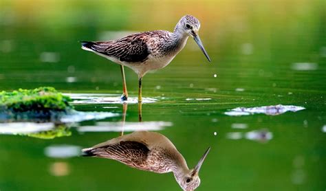 Обои отражение вода птица раздел Животные размер 1920x1200 Hd Wuxga