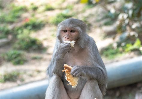猴 狐猴 灵长类动物 Pixabay上的免费照片
