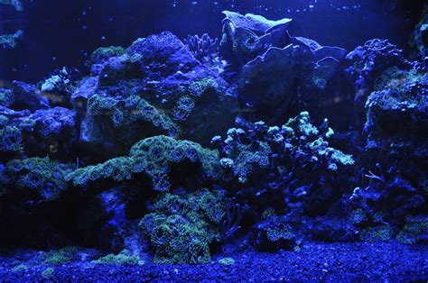 Free Images Sea Ocean Light Mystical Dark Diving Color Glow