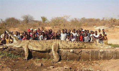 Где водятся самые большие в мире крокодилы