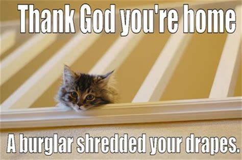 6 Funny Quotes From Cats Dump A Day
