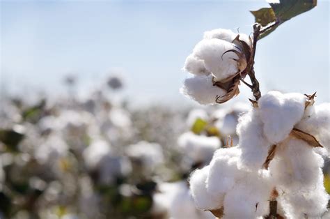 Cotton Fibre, What Is Cotton - Tekstil Sayfası