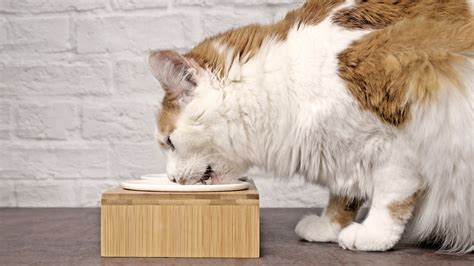 Should I Elevate My Cats Food Bowl A Vets View Petsradar