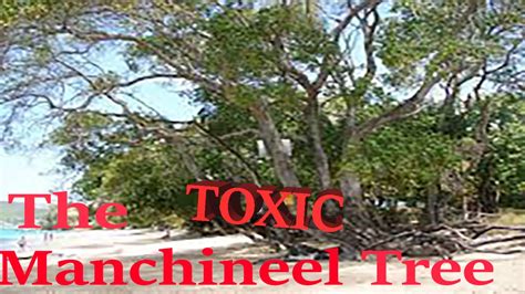 The fruit of the poisonous tree doctrine prevents the prosecution from admitting certain evidence into a criminal case after it has been tainted by a primary illegality. The TOXIC Manchineel Tree - YouTube