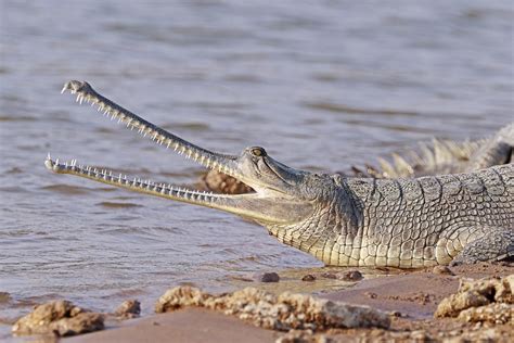 40 Interesting Gharial Facts Weird Crocodile Relatives Owlcation