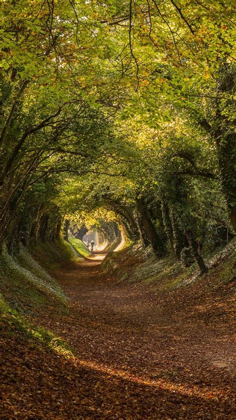 England Halnaker West Sussex Trees Tunnel Road 750x1334 Iphone 87