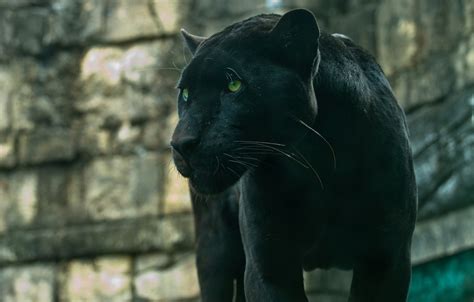 Wallpaper Predator Panther Wild Cat Handsome Black Jaguar Images