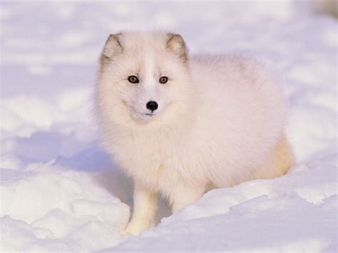 10 Most Beautiful Fox Species In The World Tail And Fur