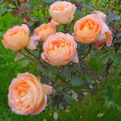 Lady Emma Hamilton Floribunda Rose Famous Roses