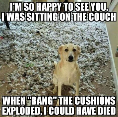 15 Funny Animal Memes To Start Your Day