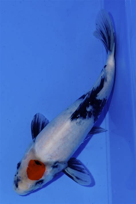 Koi-Auktion: Koi Tancho Showa