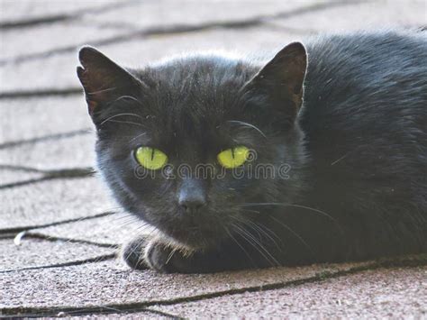 Learn to read cat body language and interpret meows, and finally find out what your cat is trying to tell this is cat behavior explained through their (whole) body language. Black Cat With Yellow Eyes Looking And Staring While ...