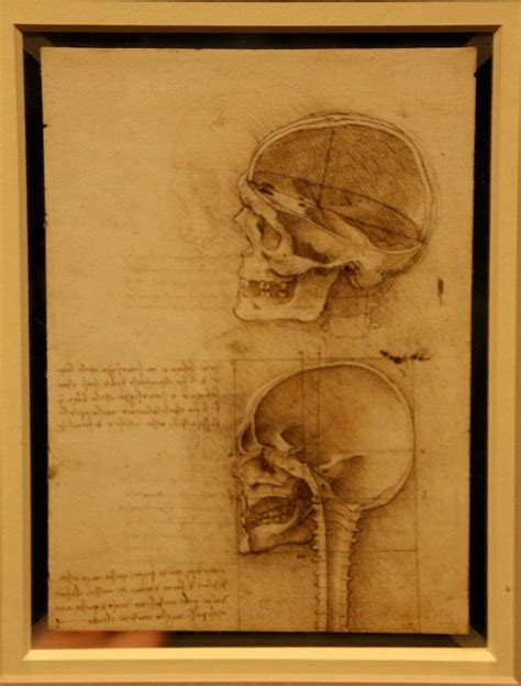 Leonardo Da Vinci Anatomist 19 The Queens Gallery Buck Flickr