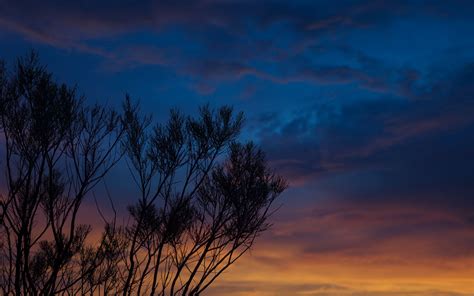 Download Wallpaper 2560x1600 Sunset Trees Sky Evening Night