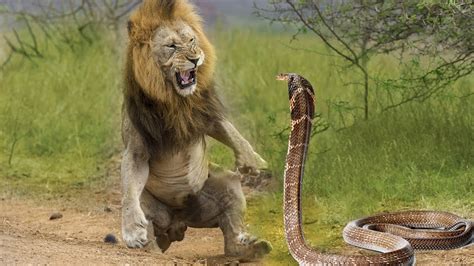 A píton gigante ataca a leoa dando à luz provocando uma batalha feroz