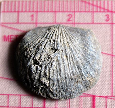 Louisville Fossils And Beyond Unidentified Ordovician Brachiopod Uob