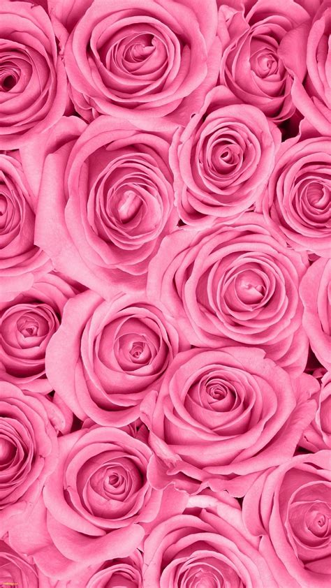 Pink Roses Hd Wallpapers Top Free Pink Roses Hd Backgrounds Wallpaperaccess