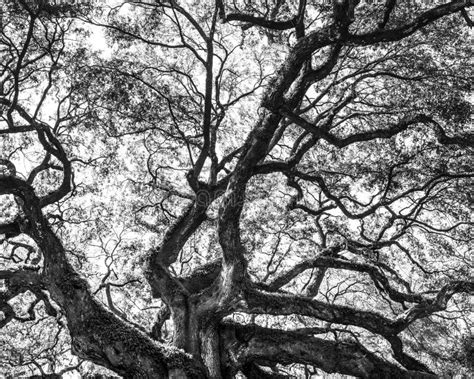 Black And White Detailed Image Of Historic Angel Oak Tree Stock Image