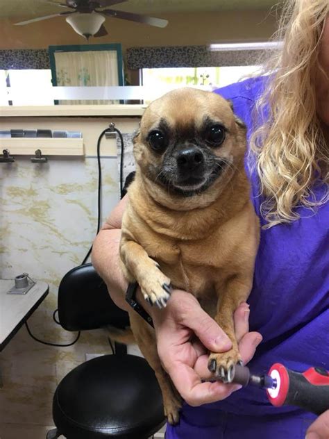 Also for your pet's protection, prescott animal hospital requires a current flea and tick treatment for all of our pet guests, such as credelio and revolution plus. Yvonne's Pet Grooming of Prescott Valley