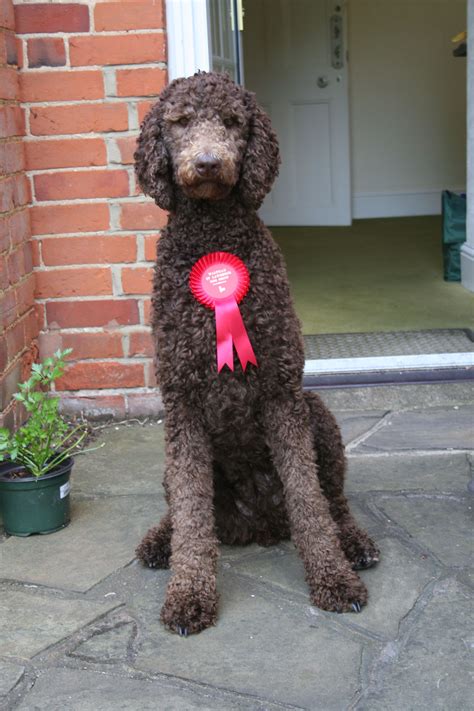Whirly Chocolate Brown Standard Poodle She Had Just Won Best Puppy
