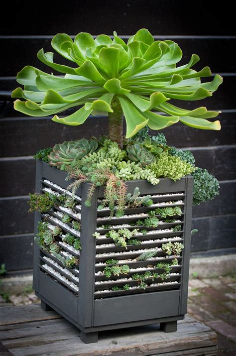 Sedum Projects And Diy Succulent Planters The Garden Glove