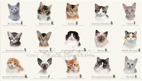 Cat Species Cats There Aren T Nearly As Many Cat Breeds As Dogs