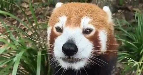 See more ideas about panda, panda gif, panda bear. ¡Vaya GIF! / Nada más adorable que un panda rojo comiendo uvas
