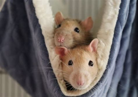 Whats Bruxing And Eye Boggling In Rats Pets Fame