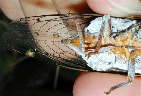But, troyano adds, cicadas are little threat to more mature trees. Cactus Dodger Cicada - What's That Bug?